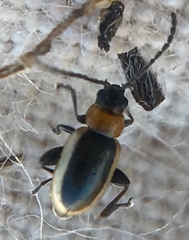 Longitarsus dorsalis
