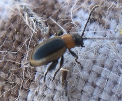 Longitarsus dorsalis
