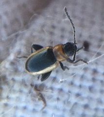 Longitarsus dorsalis