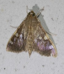 Rehimena surusalis