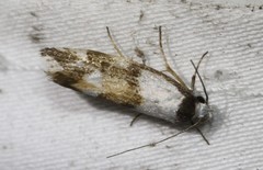 Zaphanaula hemileuca