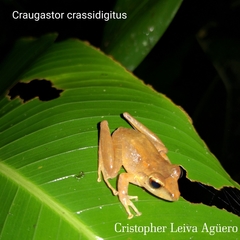 Craugastor crassidigitus image