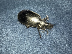 Calosoma marginale