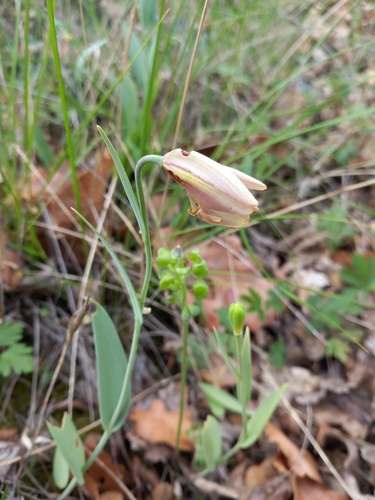 Fritillaria gussichiae, photograph 6
