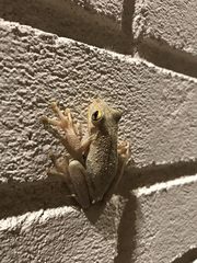 Osteopilus septentrionalis