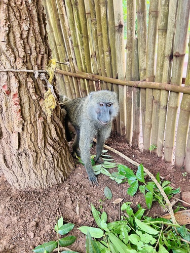 Olive Baboon