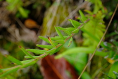 Aeollanthus subacaulis var. linearis image