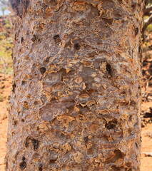 Boswellia elongata image