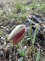 (c) dschigel, some rights reserved (CC BY) Fritillaria gussichiae, photograph (c) dschigel, some rights reserved (CC BY)