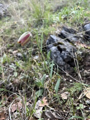 (c) dschigel, some rights reserved (CC BY) Fritillaria gussichiae, photograph (c) dschigel, some rights reserved (CC BY)