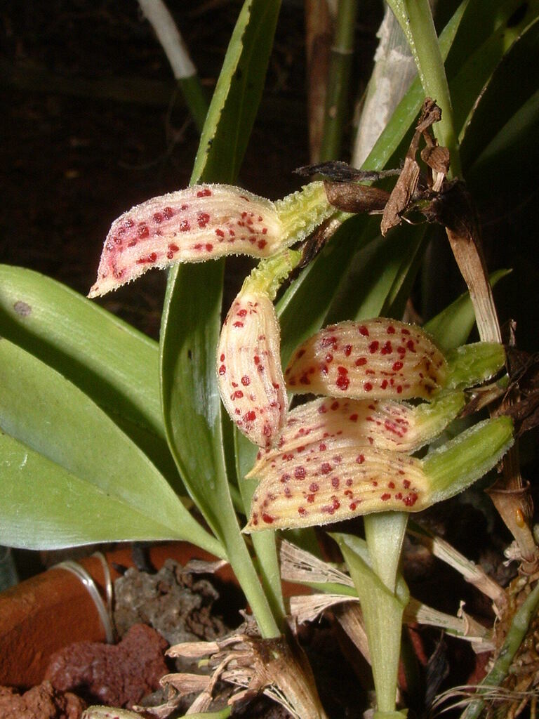 Zootrophion endresianum