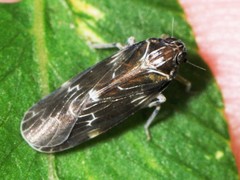 Synecdoche dimidiata