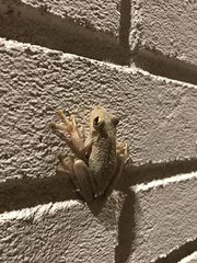 Osteopilus septentrionalis