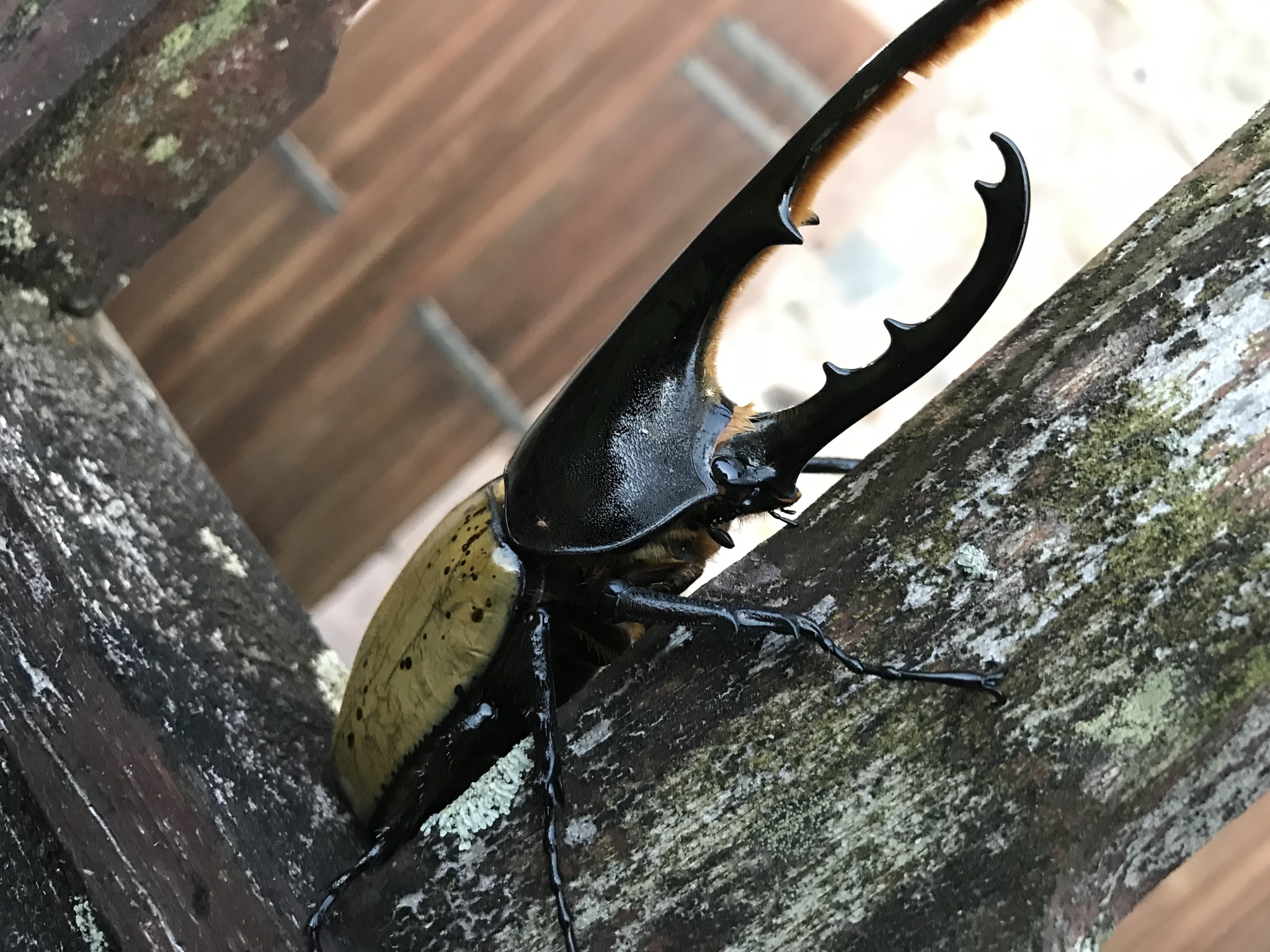 ヘルクレスオオカブト (Dynastes hercules) · iNaturalist