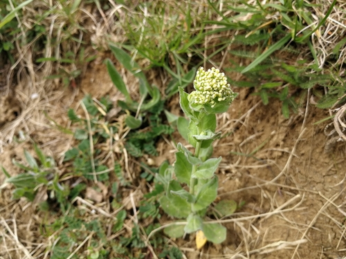vesnovka obyčajná (Lepidium draba)