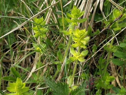 Četverolisna rutavica (Cruciata laevipes)