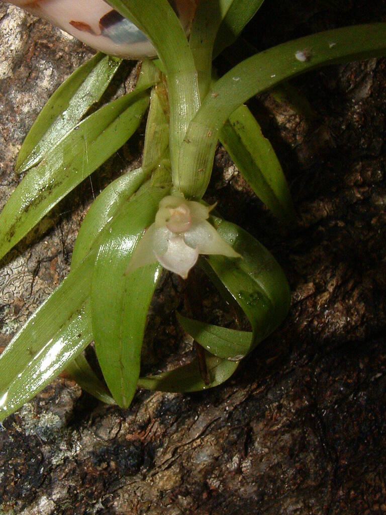 Dichaea brachyphylla