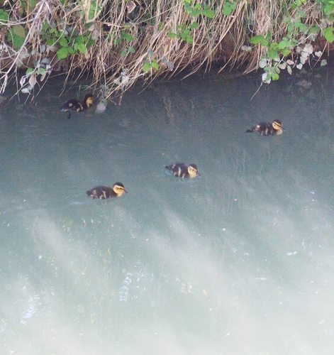 Canard colvert, jeune