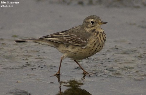 Water Pipit