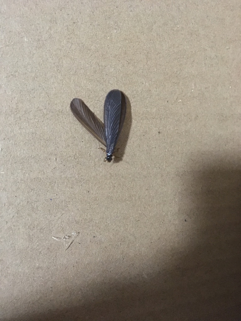 Black-winged Subterranean Termite