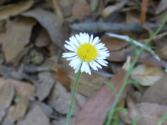 Erigeron neomexicanus