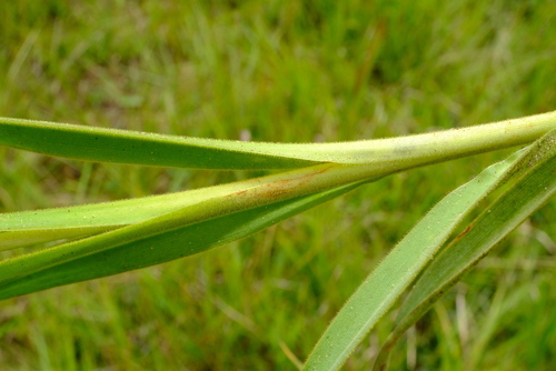 Chlorophytum velutinum image