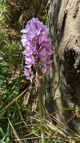 Orchis mascula subsp. scopulorum image