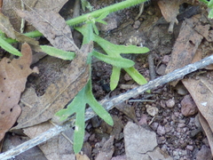 Erigeron neomexicanus