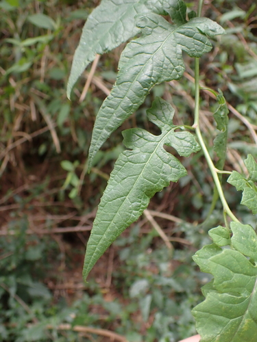 Senecio scandens iNat (1)