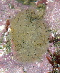 Acanthodoris rhodoceras