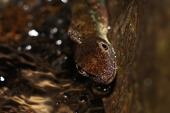 Anolis barkeri