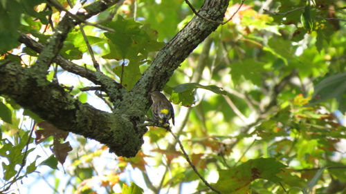 Yellow-rumped Warbler photographed in Kentucky