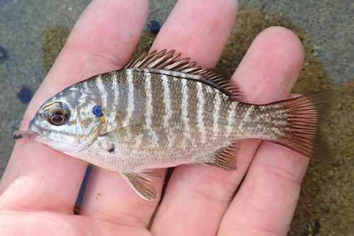 Zebra-perch Sea Chub
