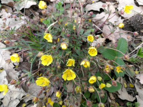 nátržník sedmolistý (Potentilla heptaphylla)