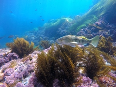 Paralabrax nebulifer