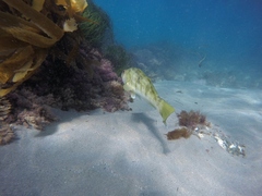 Paralabrax nebulifer