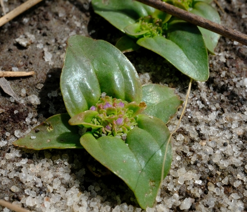 Faroa acaulis