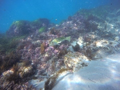 Paralabrax nebulifer