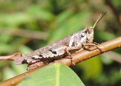 Xenocatantops karnyi