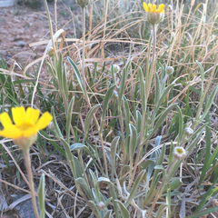 Tetraneuris argentea