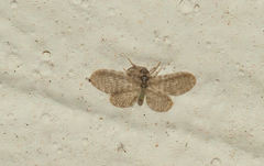 Nallachius pulchellus