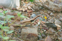 Leiocephalus macropus