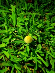Conocybe apala albipes