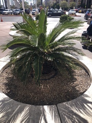 Arecaceae