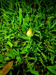 Conocybe apala albipes