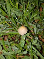 Conocybe apala albipes