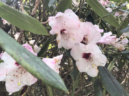 Rhododendron morii observed 2023-04-19