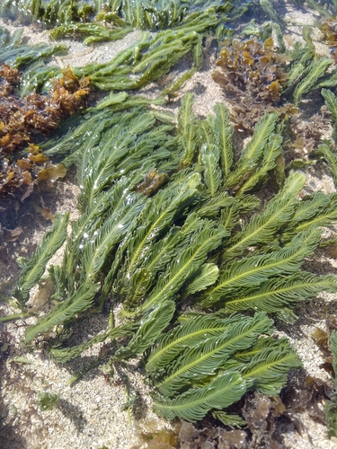 Caulerpa sertularioides