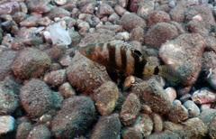 Serranus hepatus