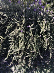 Angiospermae